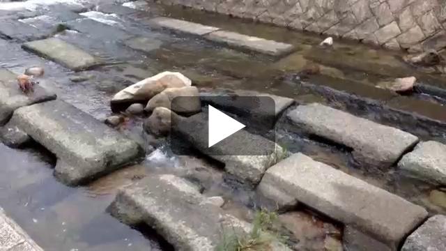 Un chien, une balle, une rivière