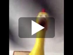 Poulet en plastique ventilé