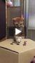 Un petit chat joue au jeu de la taupe