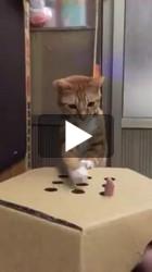 Un petit chat joue au jeu de la taupe