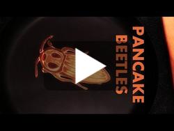 Des pancakes en forme d'insectes