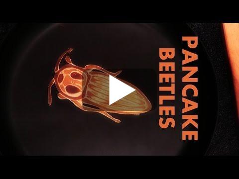 Des pancakes en forme d'insectes