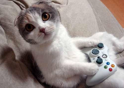 Jouer à la console, même les chats le font