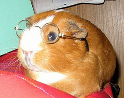 Hamster à lunettes