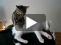Massage de chat