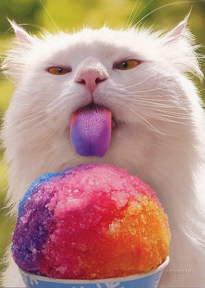 Un chat gourmand de couleurs
